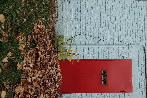 Tree wood house leaf Photo