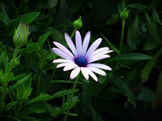 Nature grass plant stem Photo