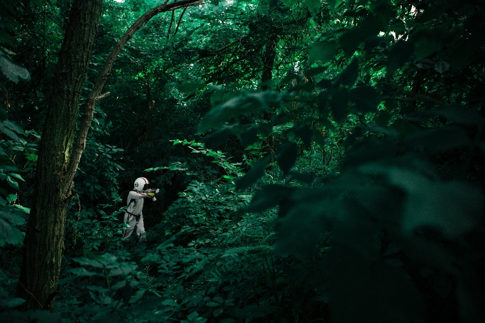 Pohon alam hutan sinar matahari