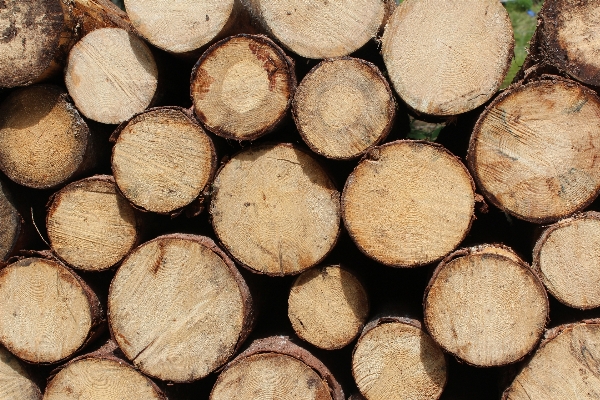 Plant wood trunk pile Photo