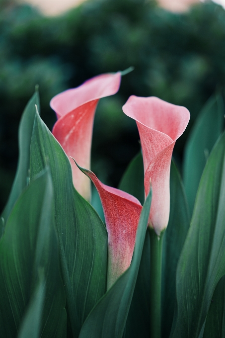 Plant stem leaf flower