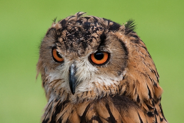 Bird wing wildlife beak Photo