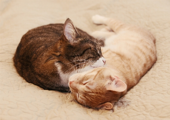 ねずみ 動物 かわいい 心臓 写真