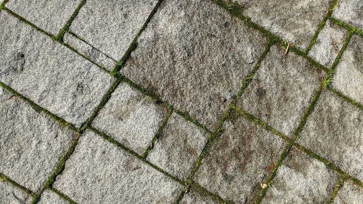 草 rock 植物 芝生 写真