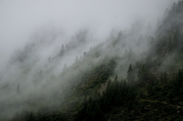 Nature forest mountain snow Photo