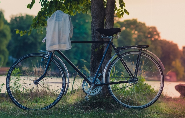 Tree wheel lake bicycle Photo