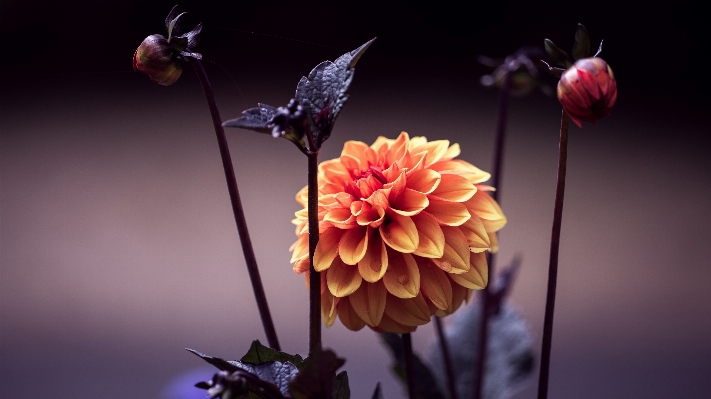 Nature blossom plant photography Photo