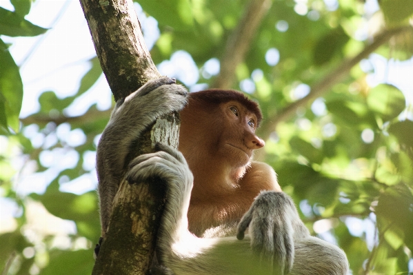 ブランチ 野生動物 密林 哺乳類 写真