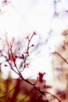 Baum zweig blüte anlage Foto