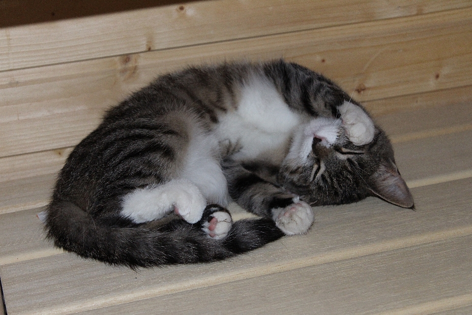 Kitten cat mammal yawn