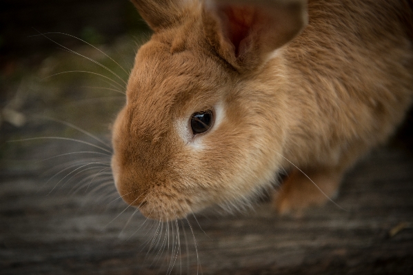 Animal pet brown mammal Photo