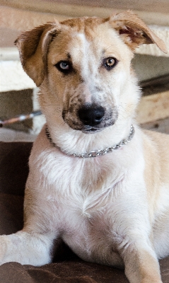 Dog mammal breed vertebrate Photo