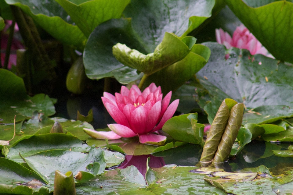 Natura pianta foglia fiore