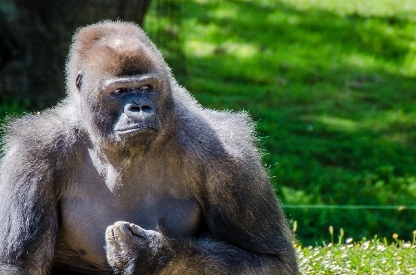 Animal wildlife zoo mammal Photo