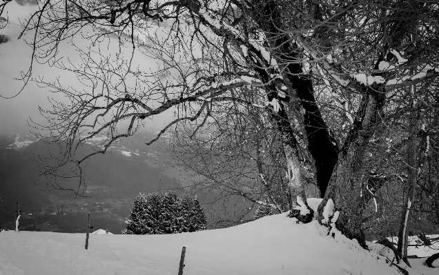 Foto árvore floresta filial montanha