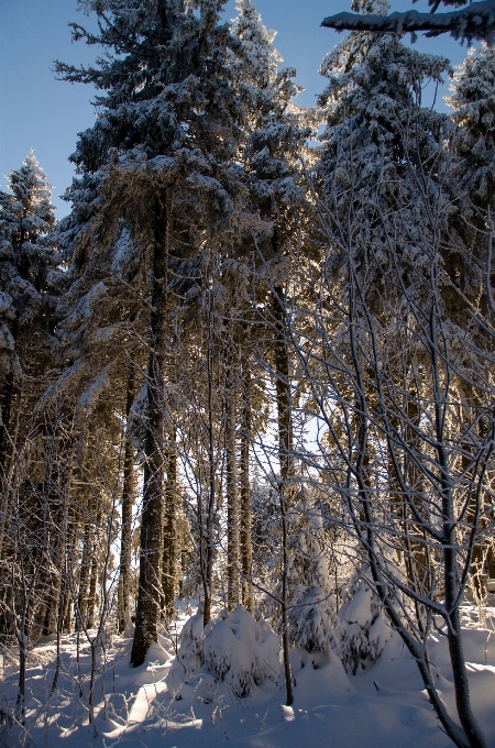 Landscape tree nature forest