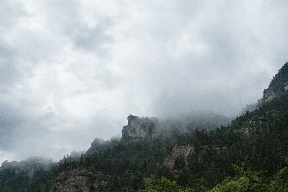 Tree nature forest rock