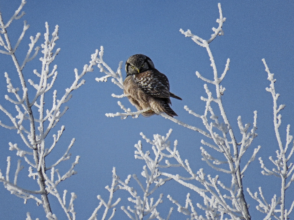 Branch snow winter bird