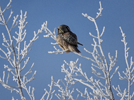 Branch snow winter bird Photo