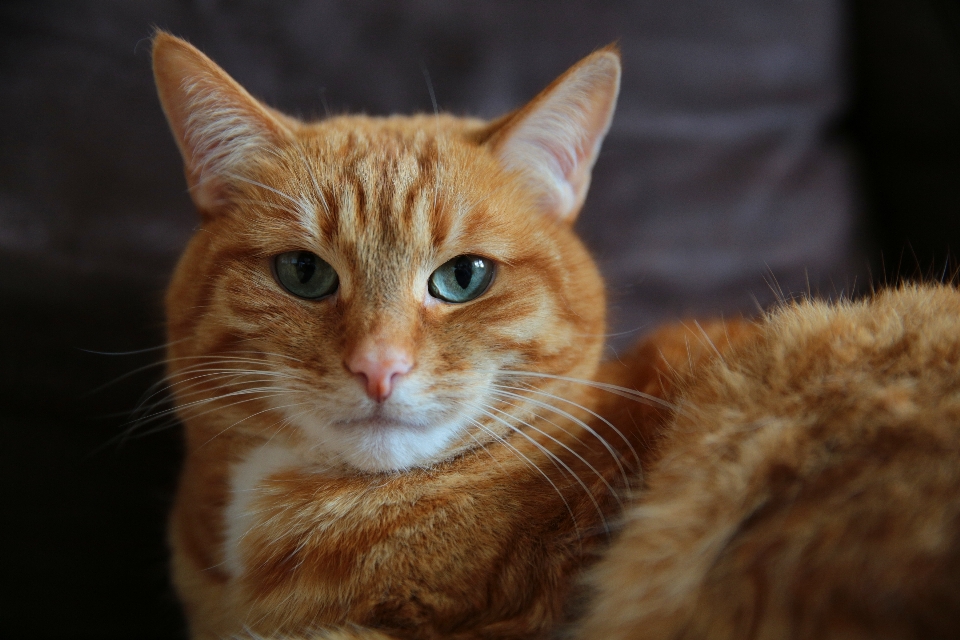 Gattino gatto mammifero fauna