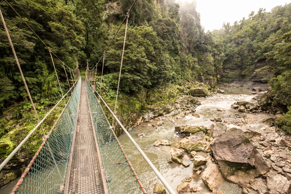 Forest track trail bridge