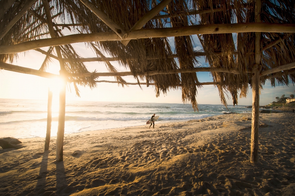 Praia mar costa árvore