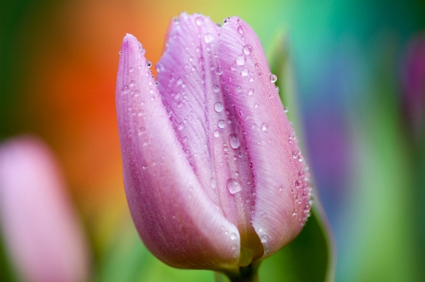 Blossom plant photography flower Photo