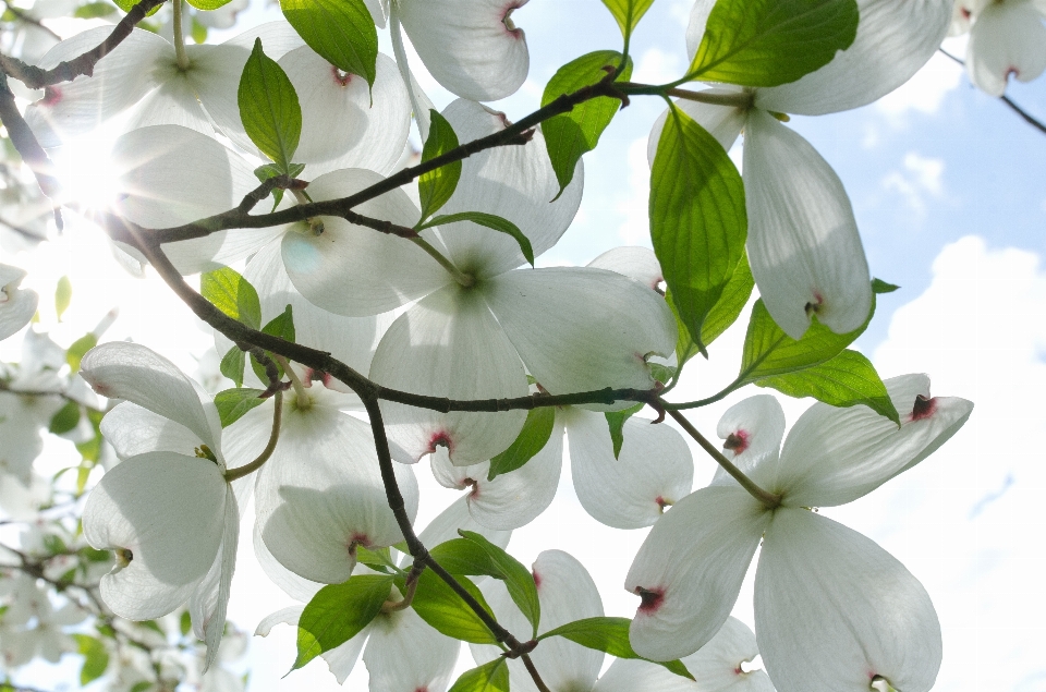 Albero ramo fiore pianta