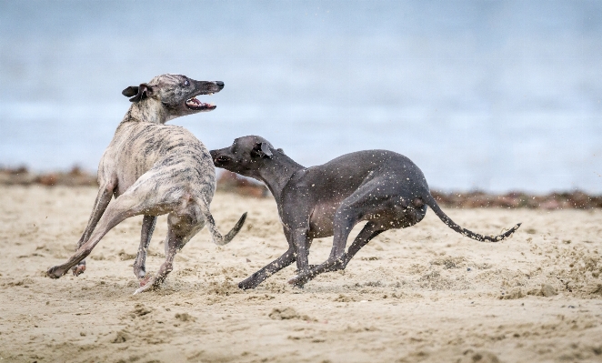 Beach dog animal mammal Photo