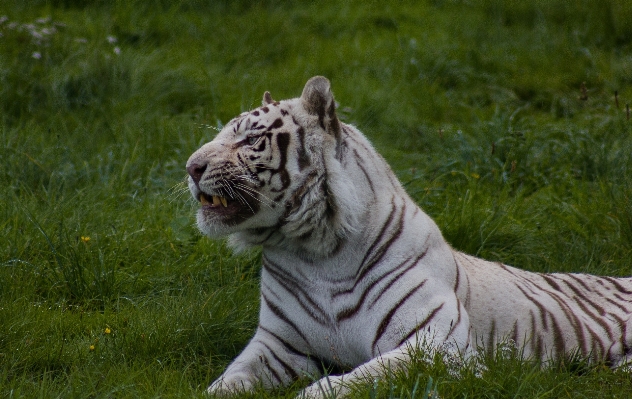 Foto Animais selvagens jardim zoológico mamífero fauna