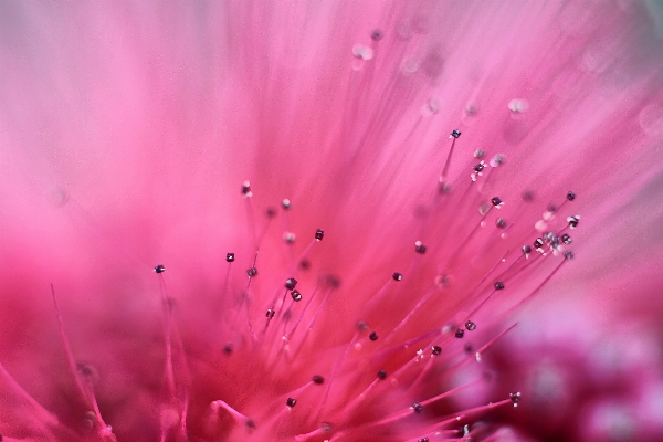 Blossom dew plant photography Photo