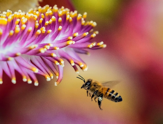 Photo Nature fleurir aile usine