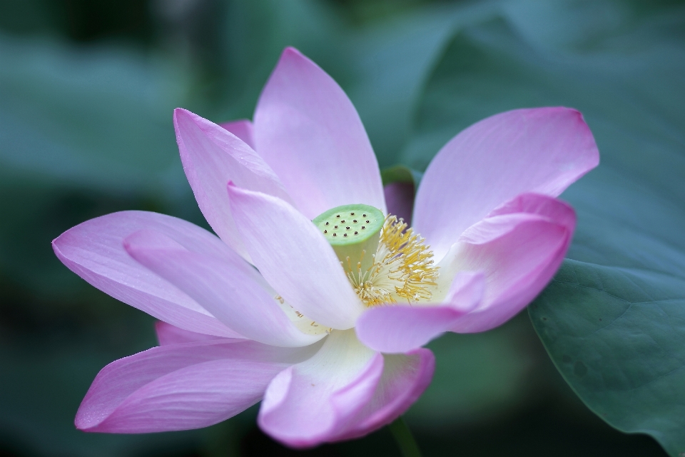 Blossom plant flower petal