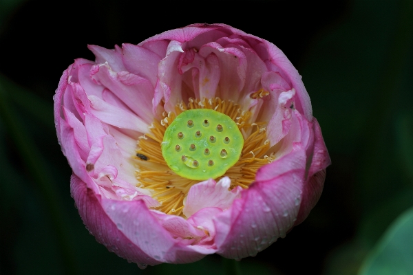 Blossom plant flower petal Photo