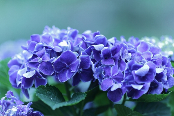 Plant flower purple petal Photo