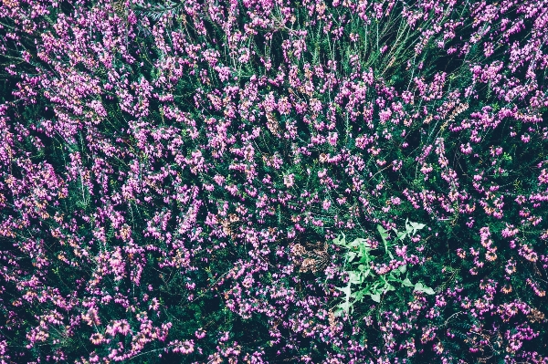 Blossom plant flower purple Photo