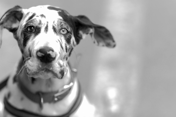 Foto Bianco e nero
 cucciolo cane