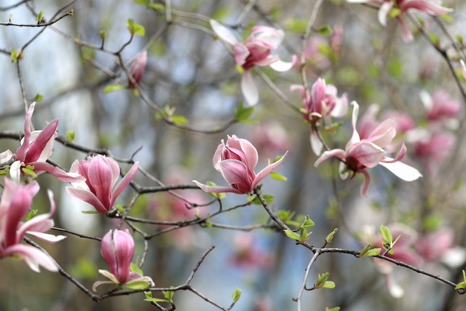 Branch blossom plant flower