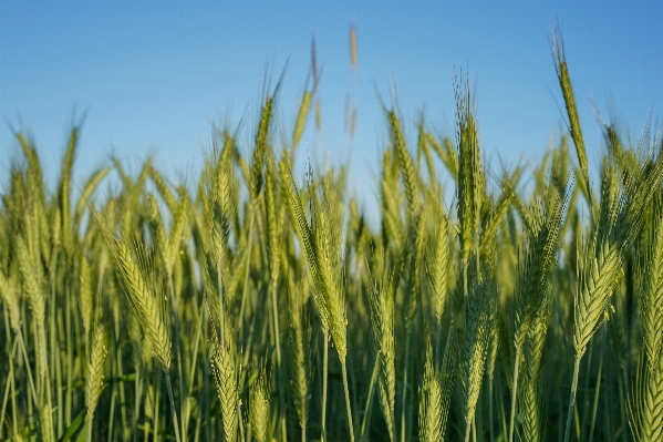 Grass plant field barley Photo