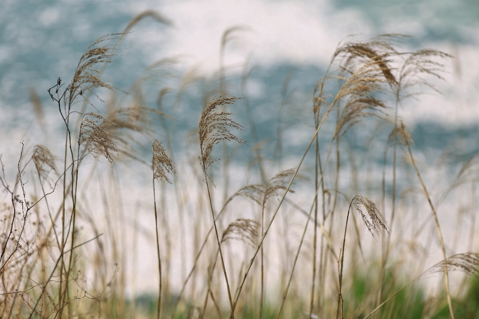 Grass branch cloud plant