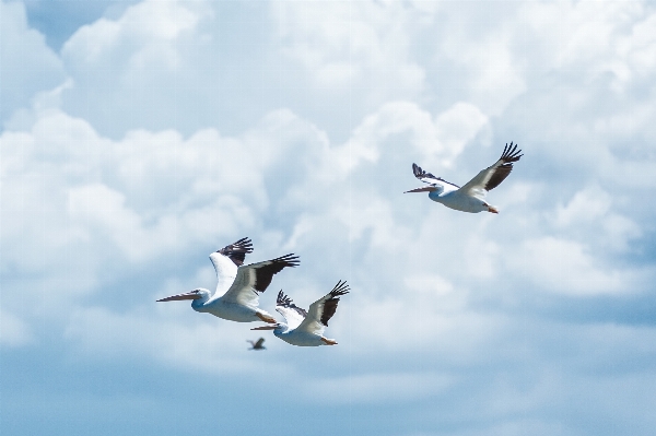 Foto Burung sayap awan langit