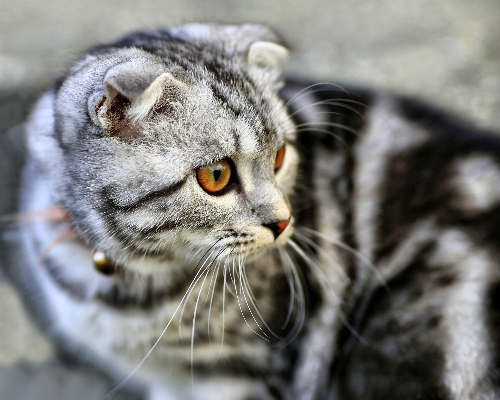 猫 哺乳類 fauna 閉じる
 写真