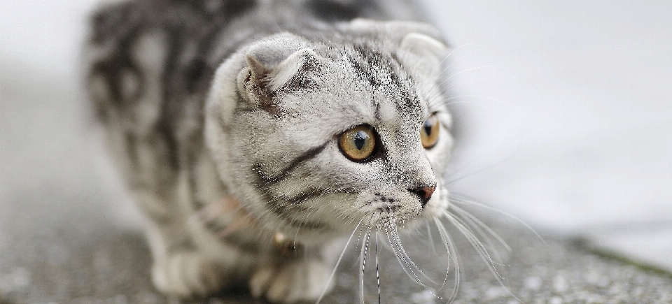 Gato cânone mamífero fauna