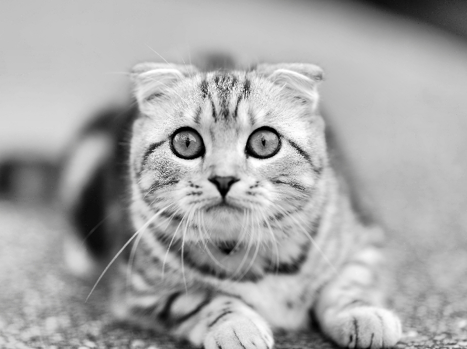 Black and white photography kitten cat