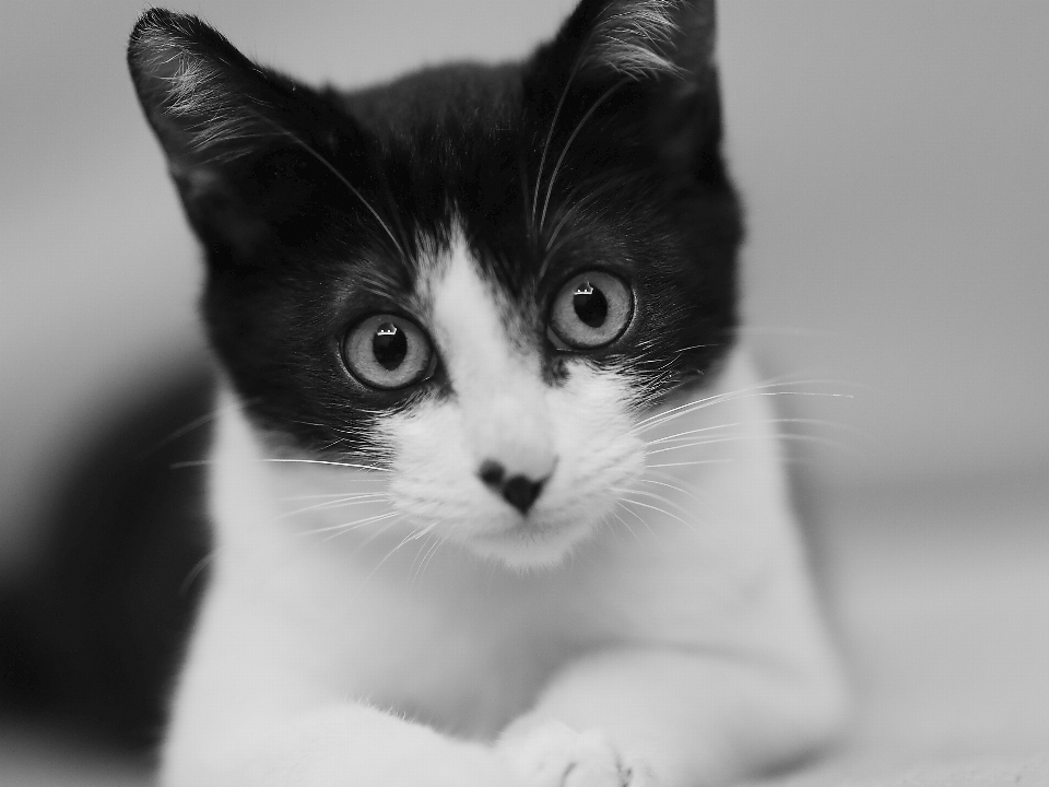 Black and white kitten cat