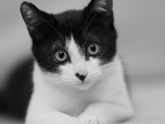 Photo Noir et blanc
 blanc chaton chat