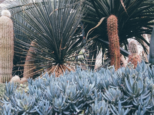 Tree cactus plant flower Photo