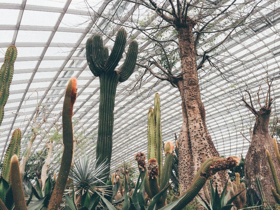 Tree cactus plant flower