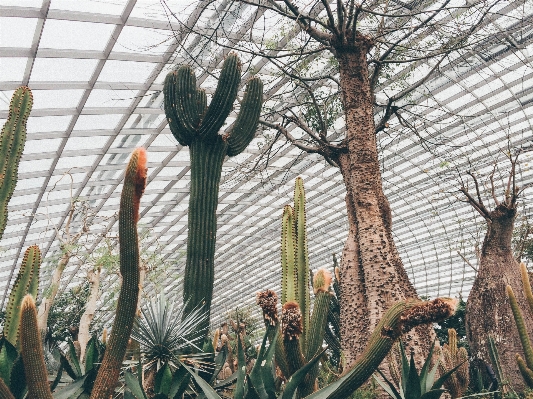 树 仙人掌 植物 花 照片