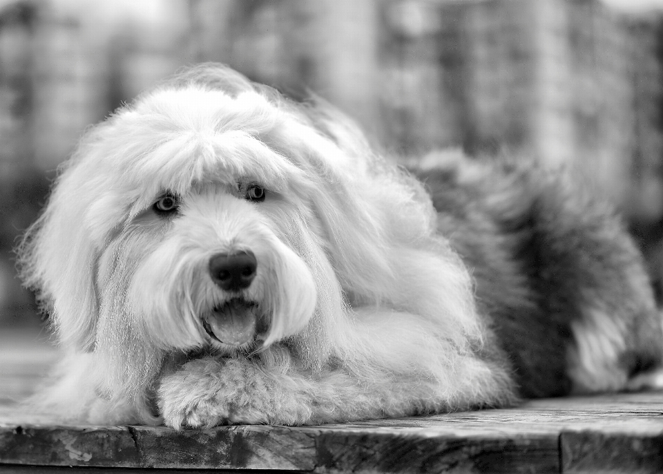 Black and white puppy dog